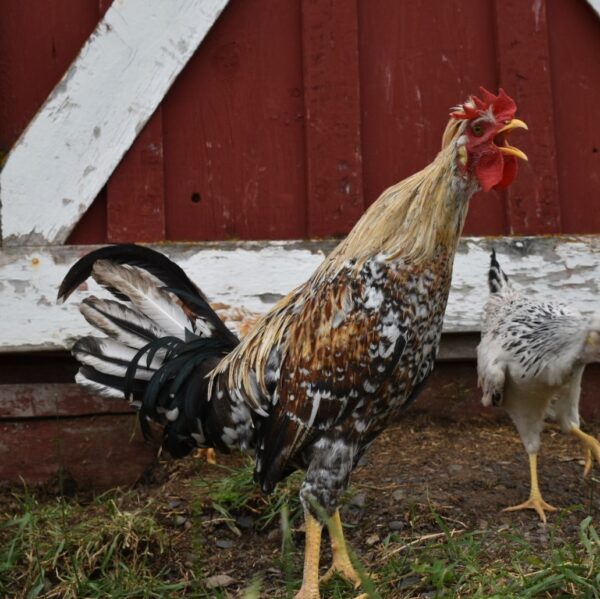 Icelandic Rooster