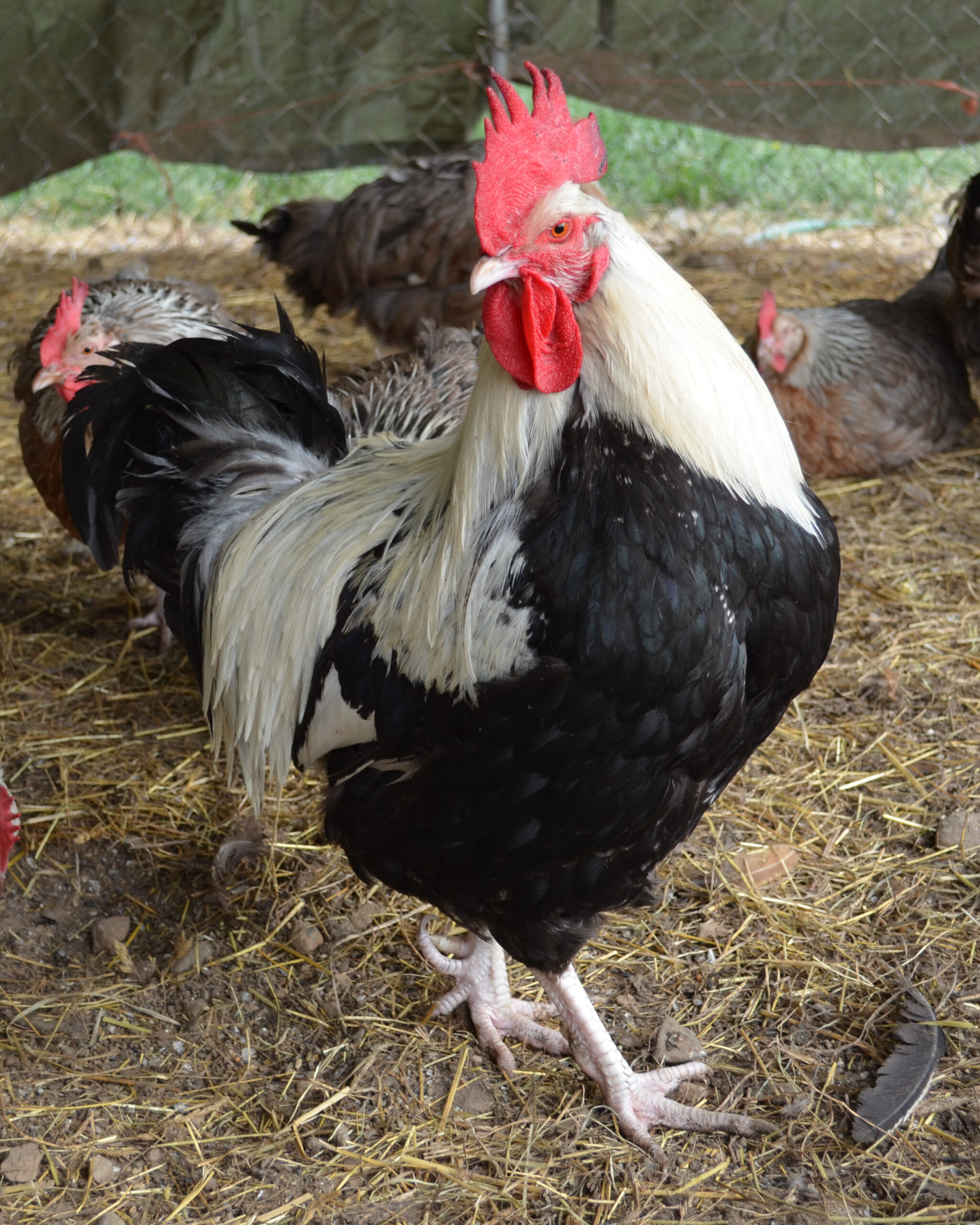 Dorking Chicken - The Livestock Conservancy