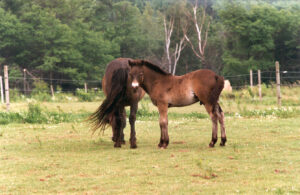 Exmoor foal with mother