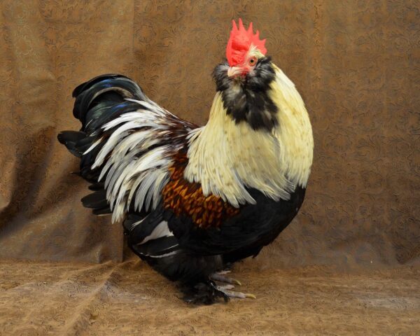 Faverolles Rooster