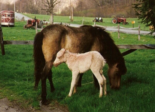 Gotland Mare and Foal