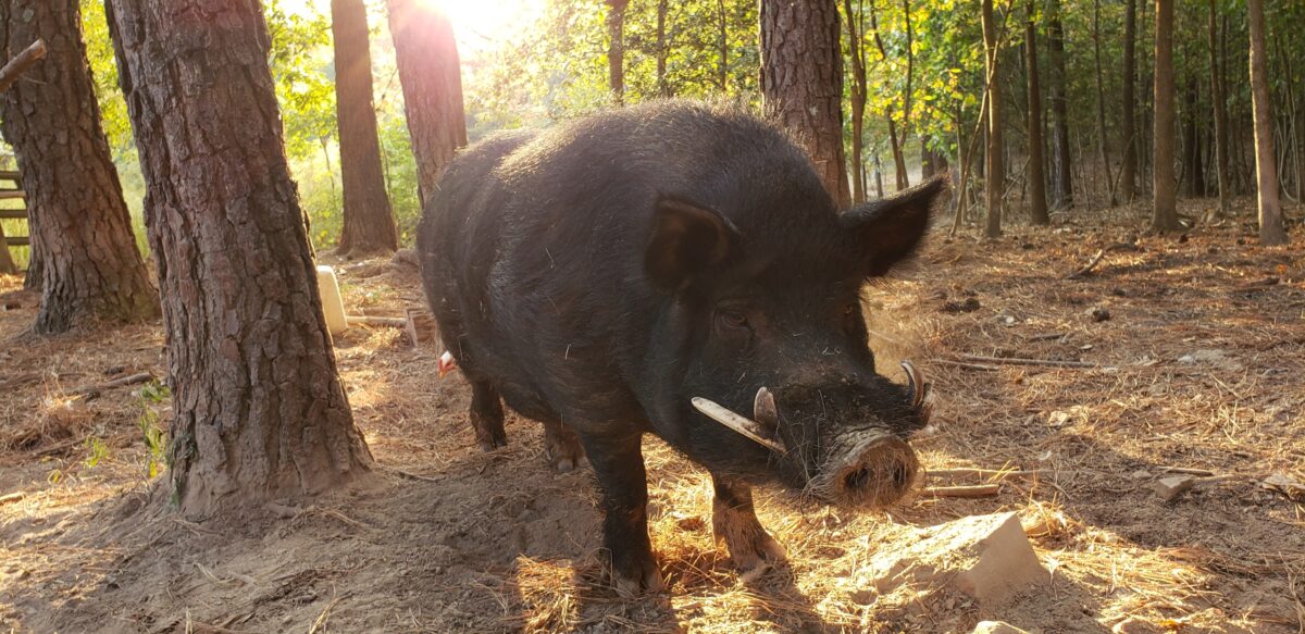 Guinea Hog The Livestock Conservancy