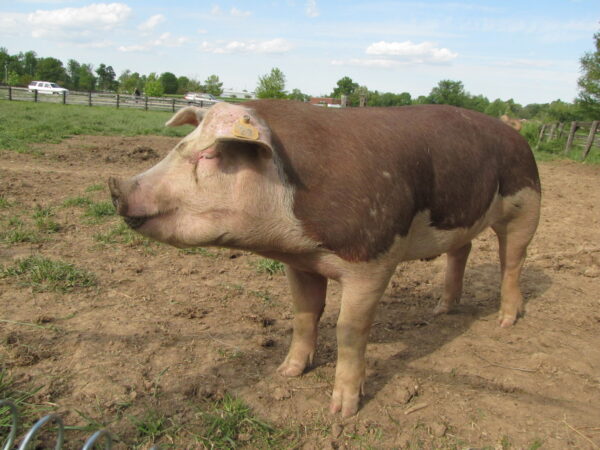 Hereford Hog