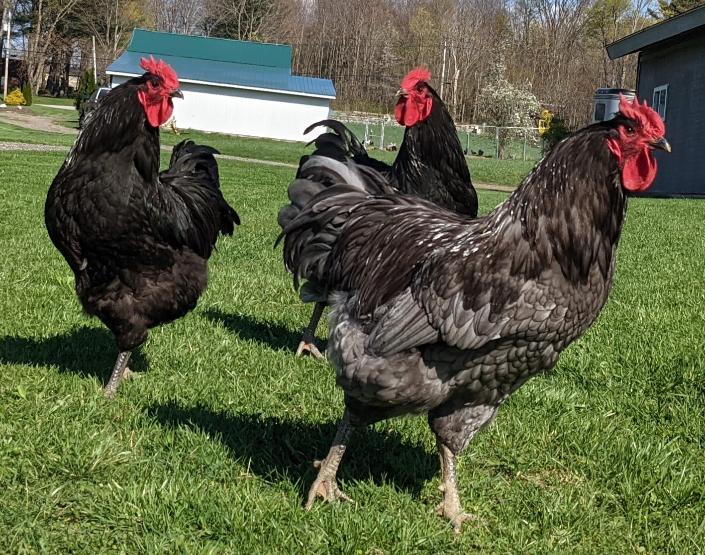 dans mistet hjerte Legitim Jersey Giant Chicken - The Livestock Conservancy