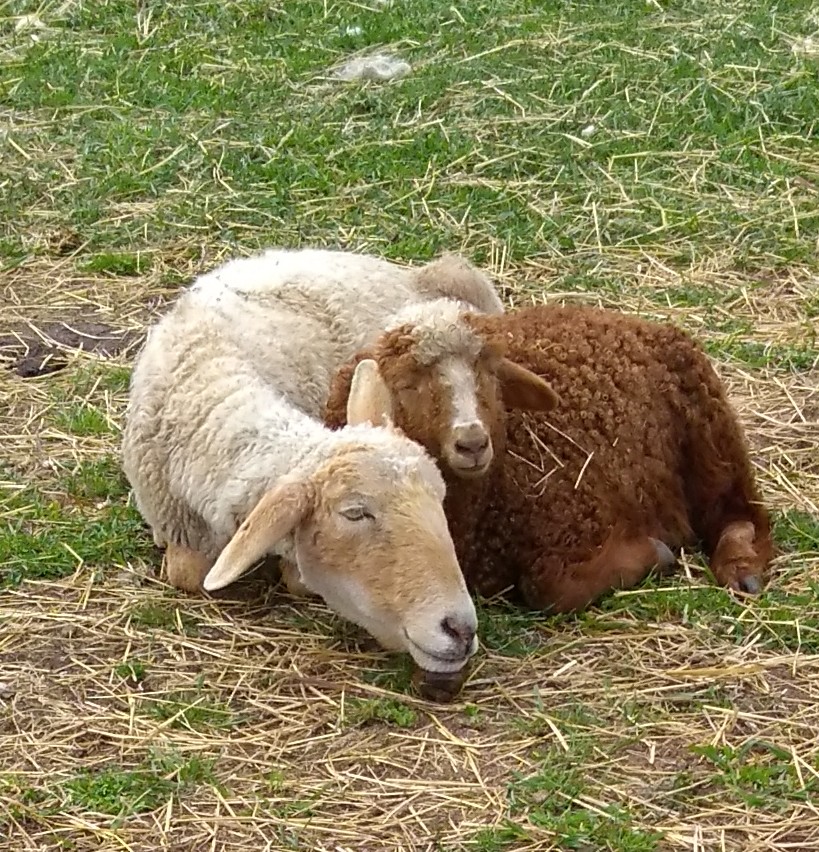 Karakul - American Sheep - The Livestock Conservancy