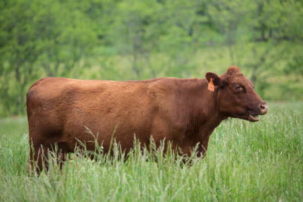 Red Devon Cow