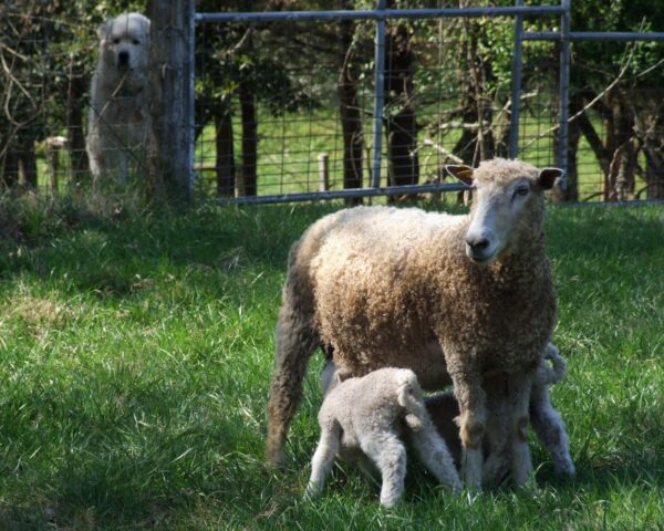 Leicester Longwool Ewe and Lambs