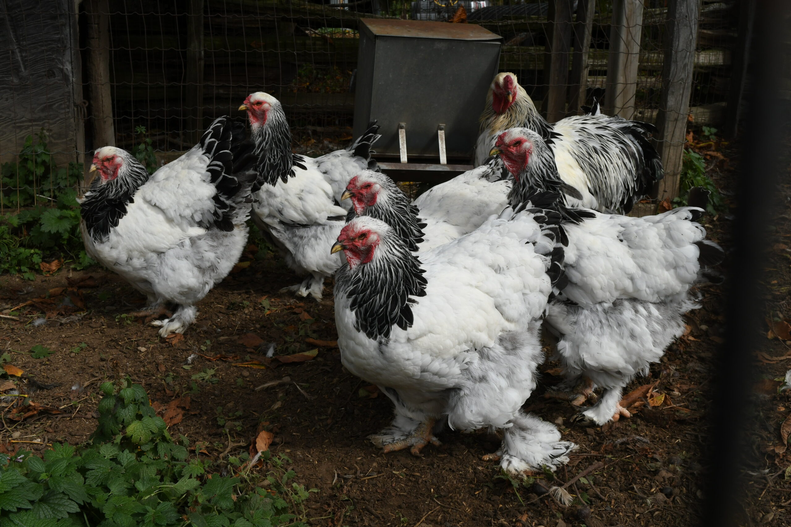 File:Two Giant Brahma chickens.jpg - Wikimedia Commons