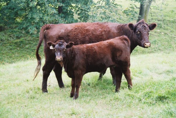 Lincoln Red Cattle