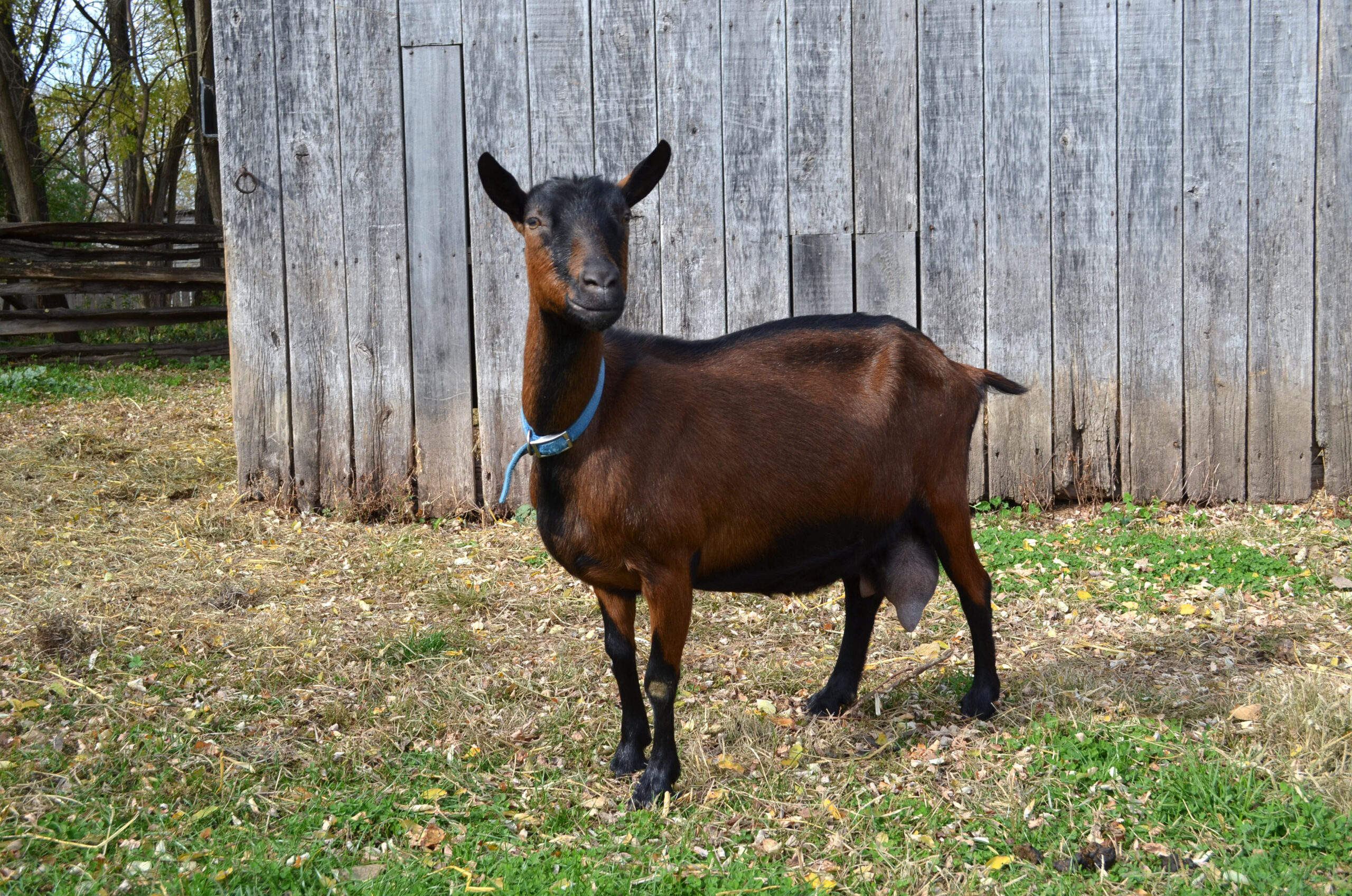 Oberhasli Goat - The Livestock Conservancy