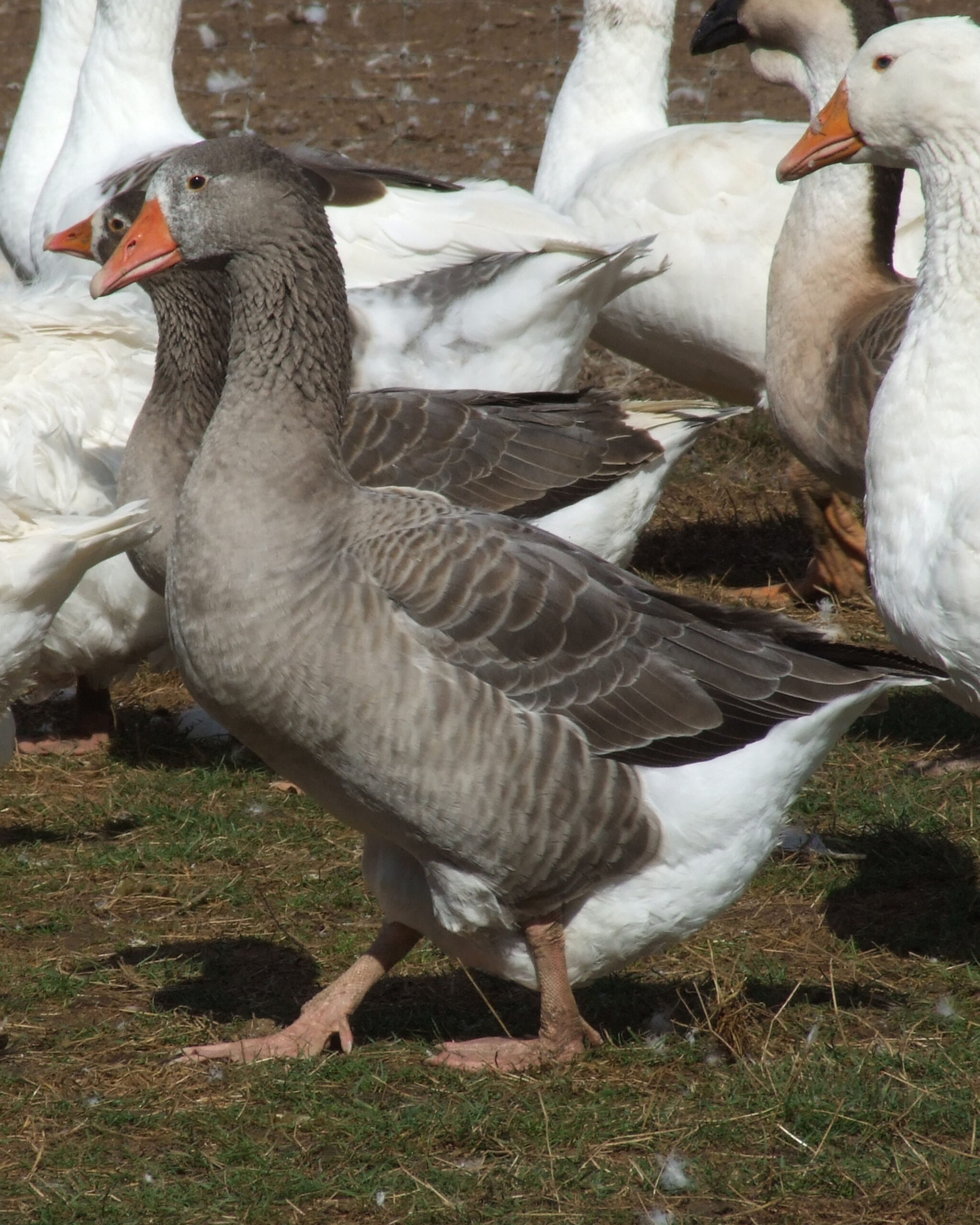 pilgrim goose
