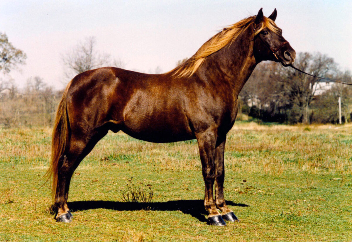 Rocky Mountain Horse The Livestock Conservancy
