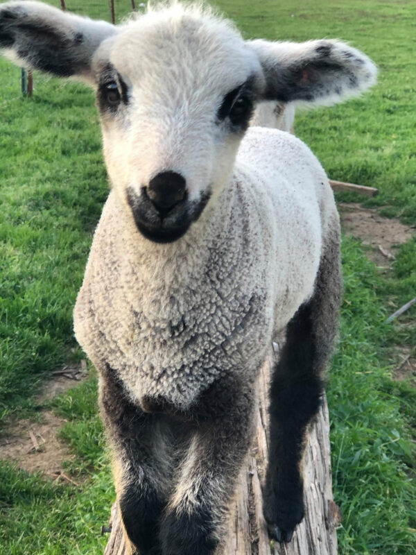 Romeldale Lamb