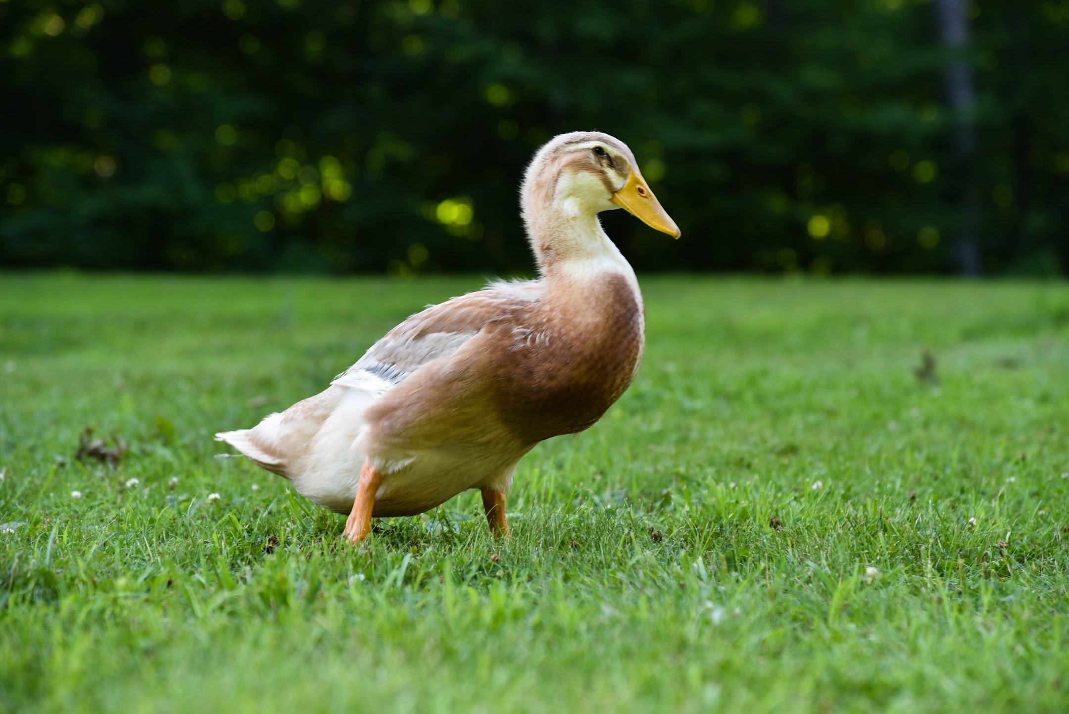 Saxony Duck - The Livestock Conservancy