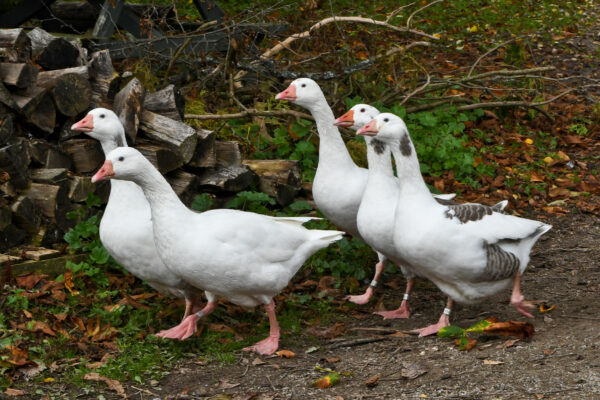 Shetland Geese