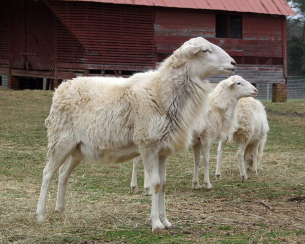 St. Croix Sheep