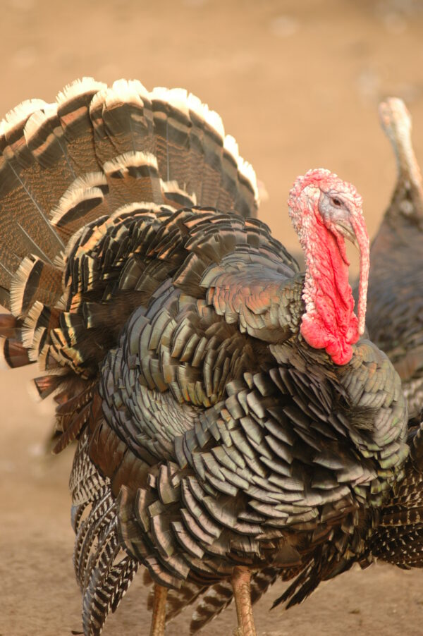 Standard Bronze Turkey