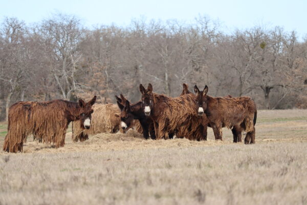 Texas Poitou Herd