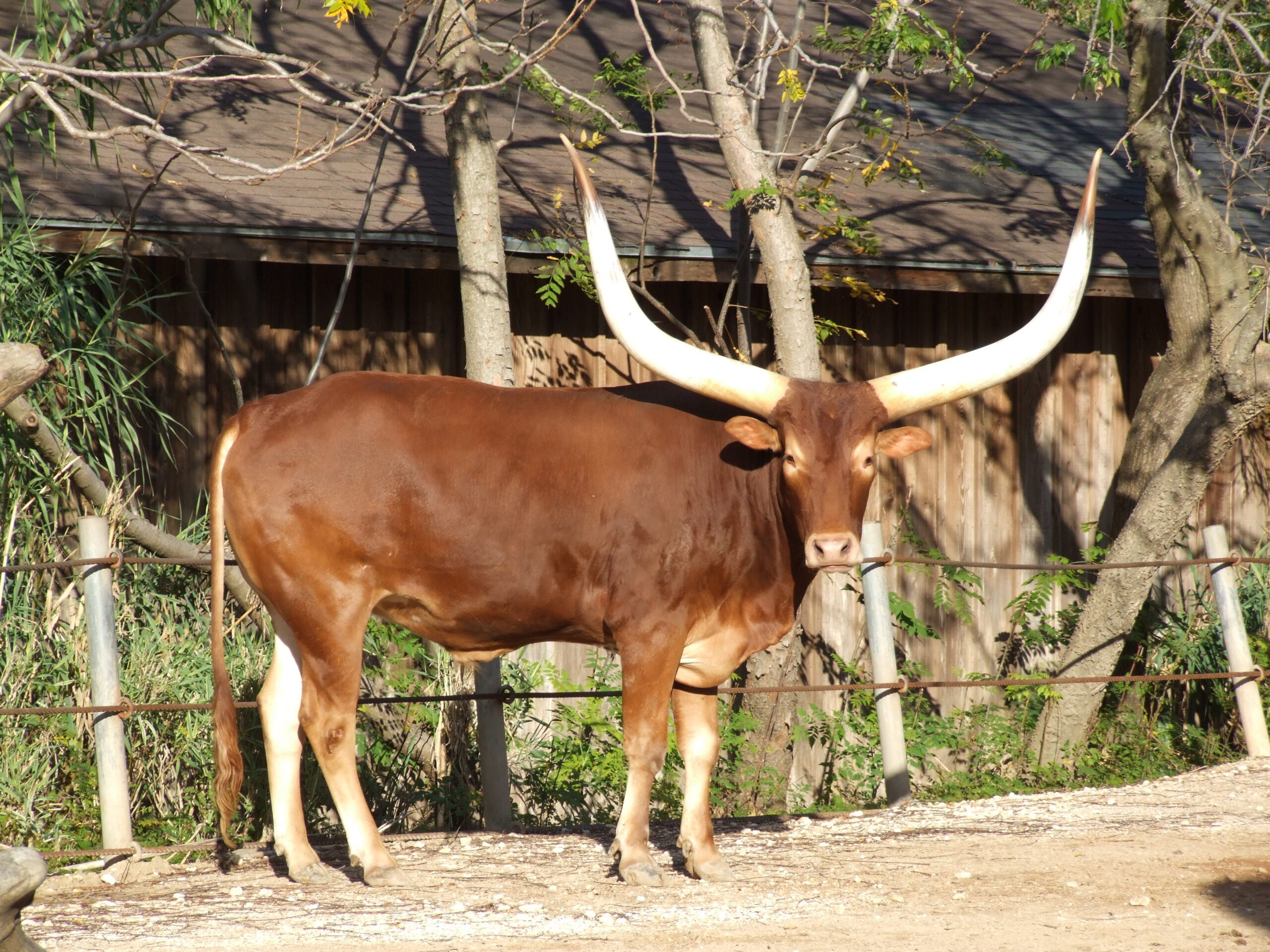 Ankole-Watusi Cattle - The Livestock Conservancy