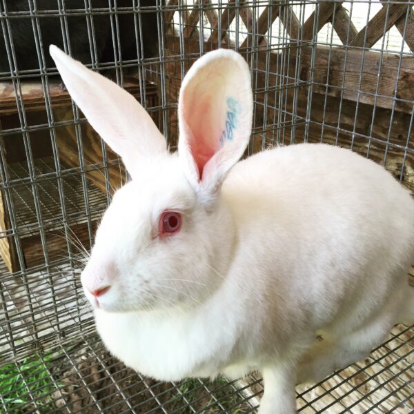 White American Rabbit