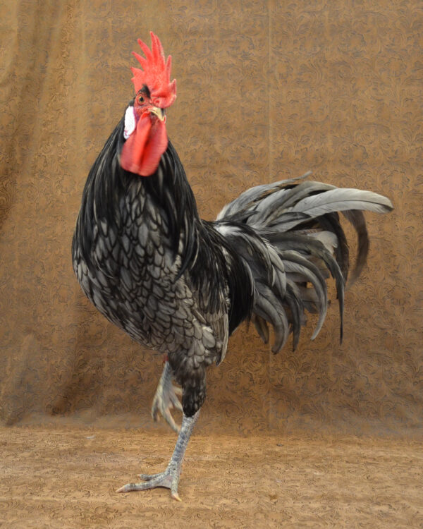 Andalusian Rooster