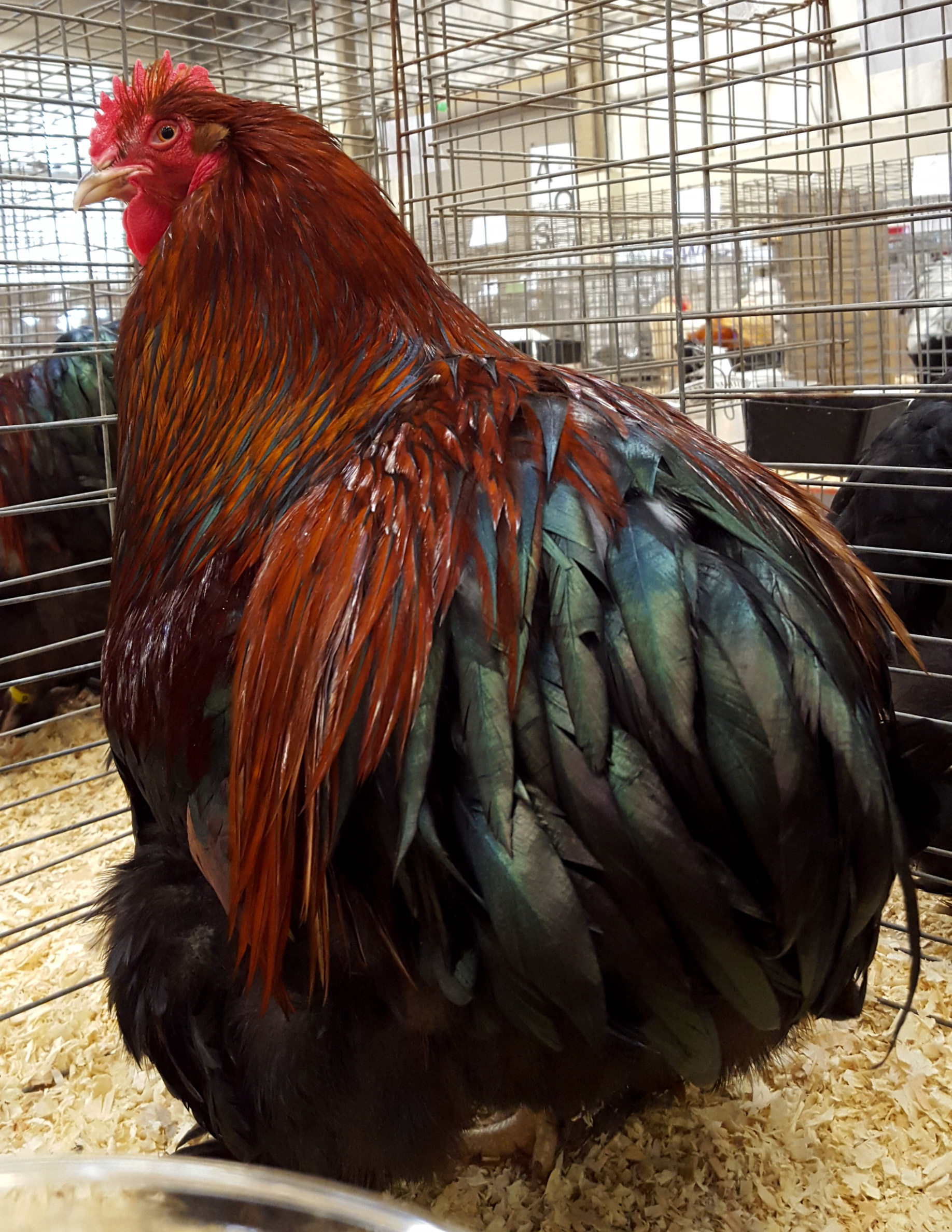 cochin rooster