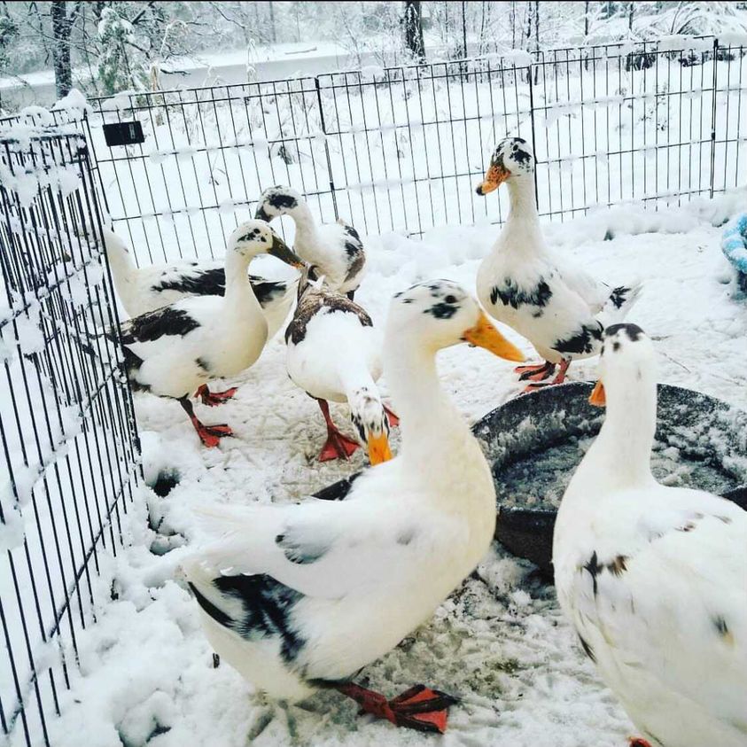 Ancona Duck Family