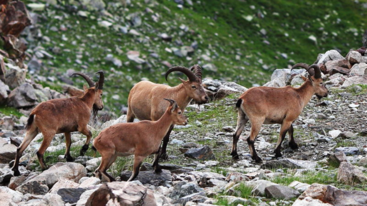 Spanish goats Archives - The Livestock Conservancy