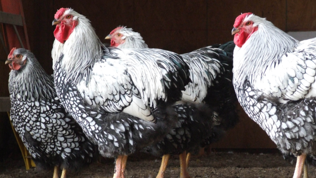 Conservation Strategies for Sustainable Livestock Production The