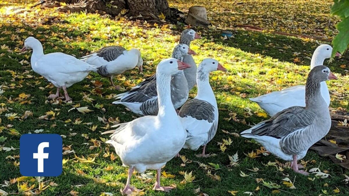 cotton patch goose breeders Archives The Livestock Conservancy