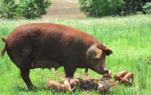 Red Wattle sow and piglets courtesy of Jim Myers