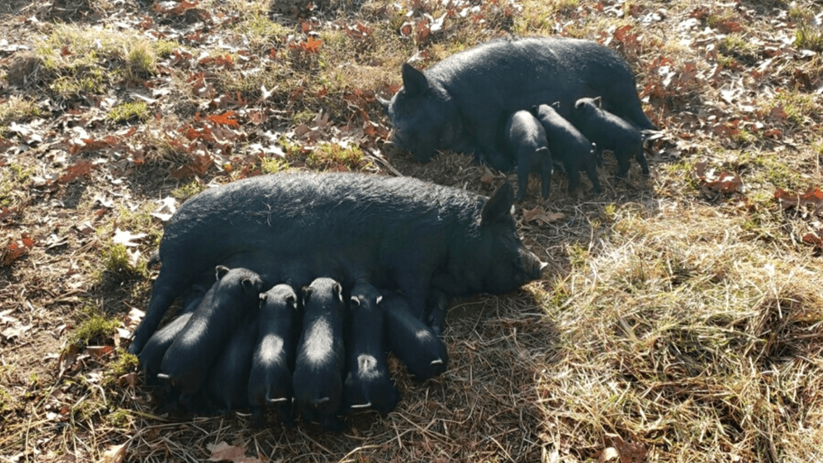 How I Fell in Love...with American Guinea Hogs - The Livestock Conservancy