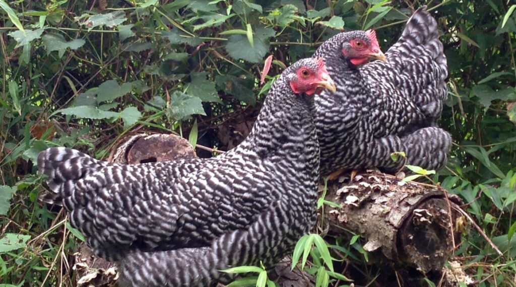 Barred Plymouth Rock Hens