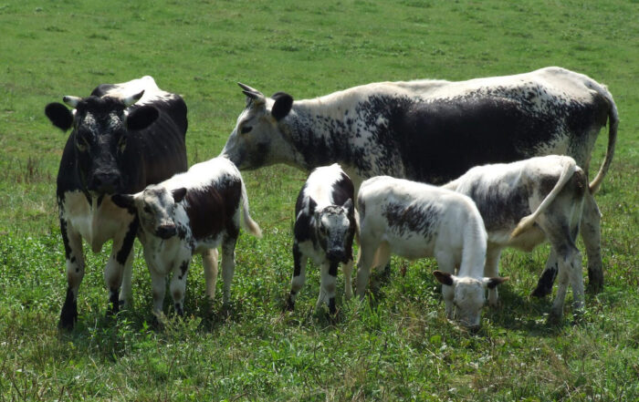 Randall Lineback Cattle