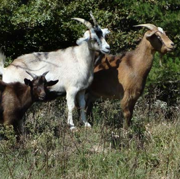Myotonic Meat Goats