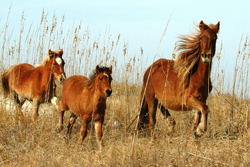 Horses galloping in field
