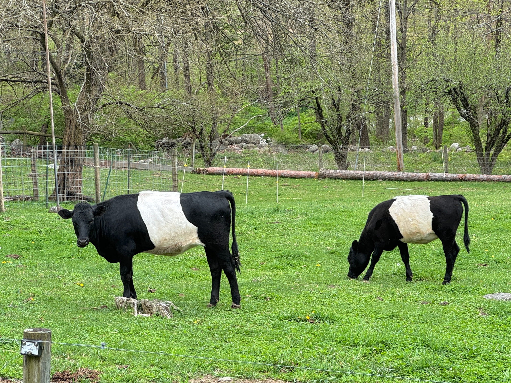 Dutch Belt Heifers
