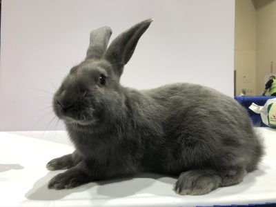 American Rabbit - The Livestock Conservancy