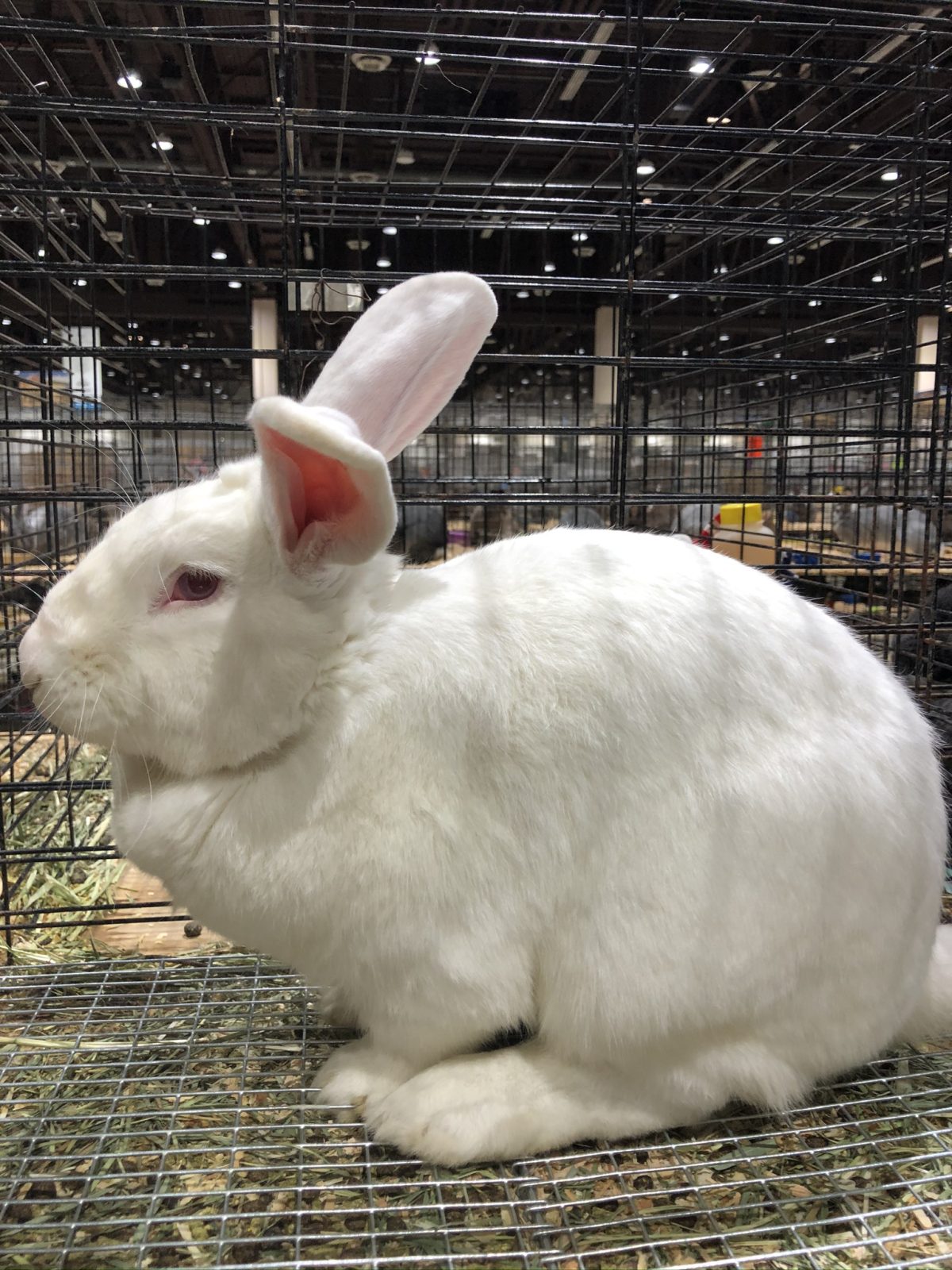 American Rabbit - The Livestock Conservancy