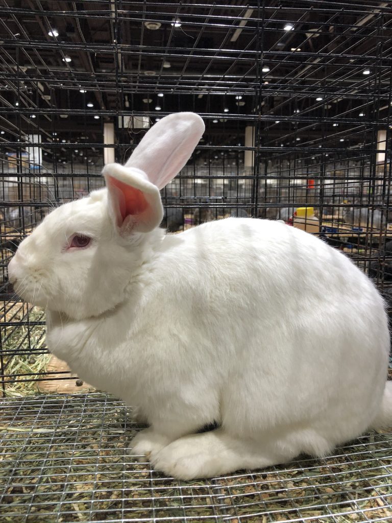 White American Rabbit