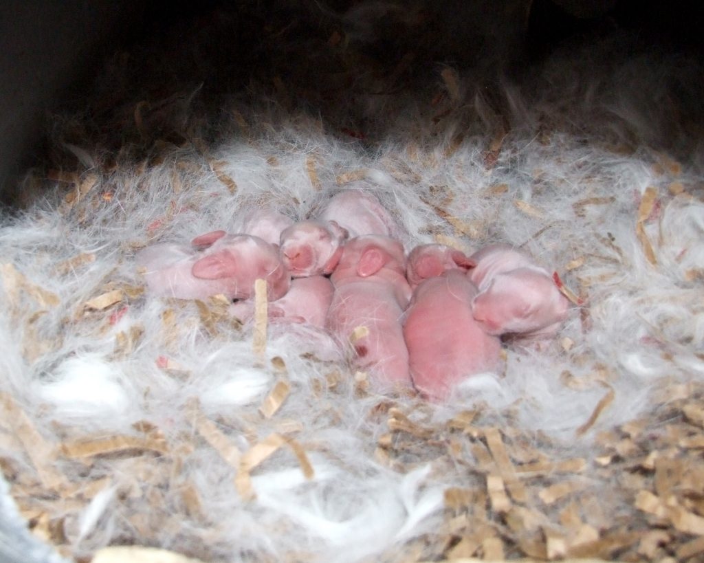day old white kits Day Old White Rabbit Kits