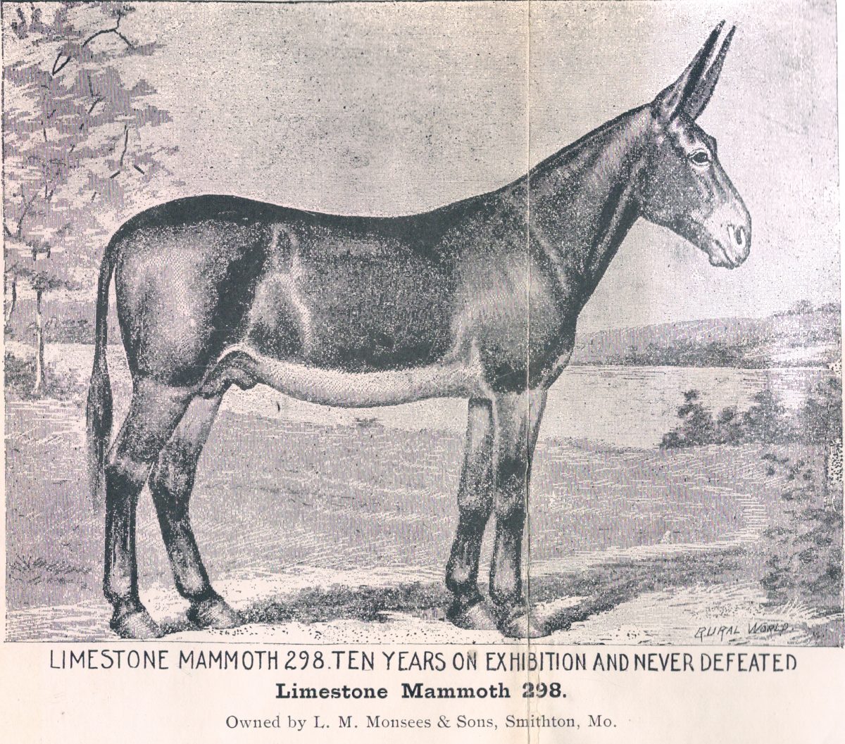 Celebrating 250: Heritage Donkeys in American History - The Livestock ...