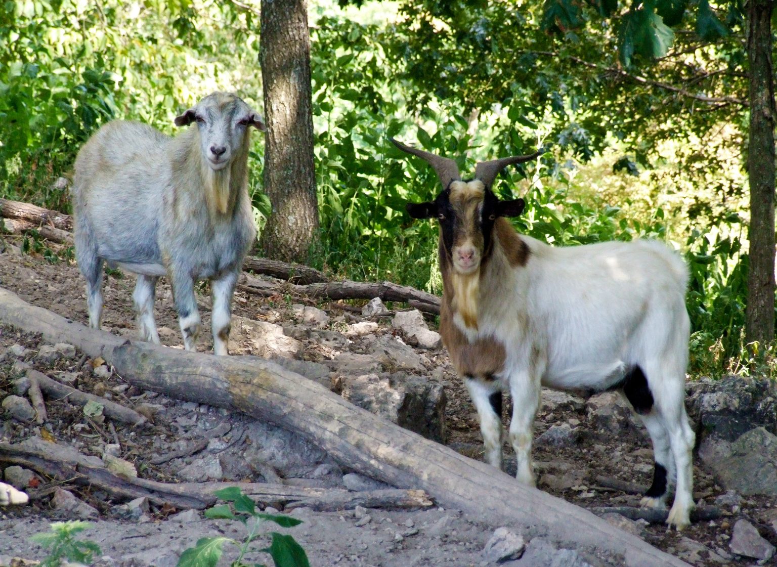 Celebrating 250: Heritage Goats in American History - The Livestock ...