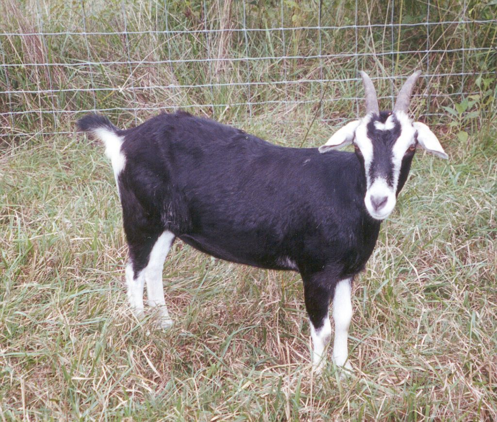 Celebrating 250: Heritage Goats in American History - The Livestock ...