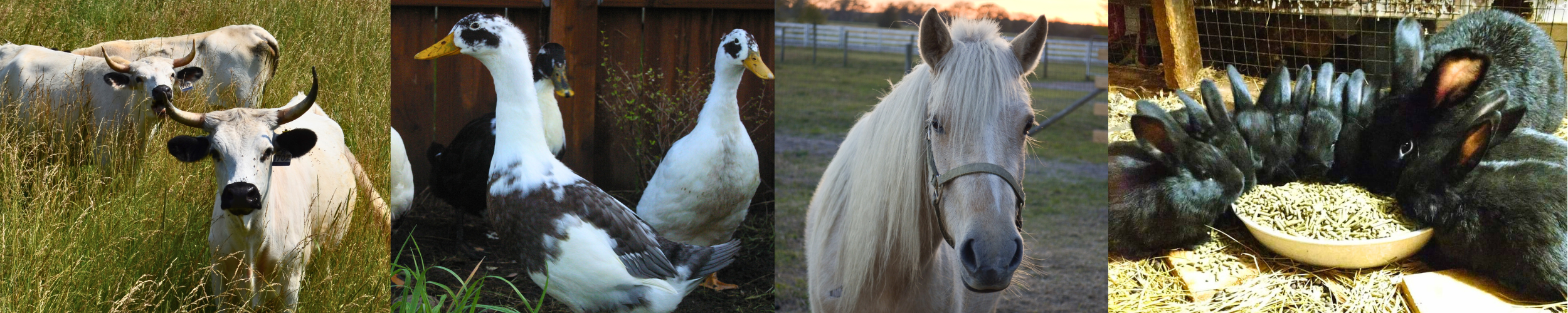 Banner Option 1 Animals