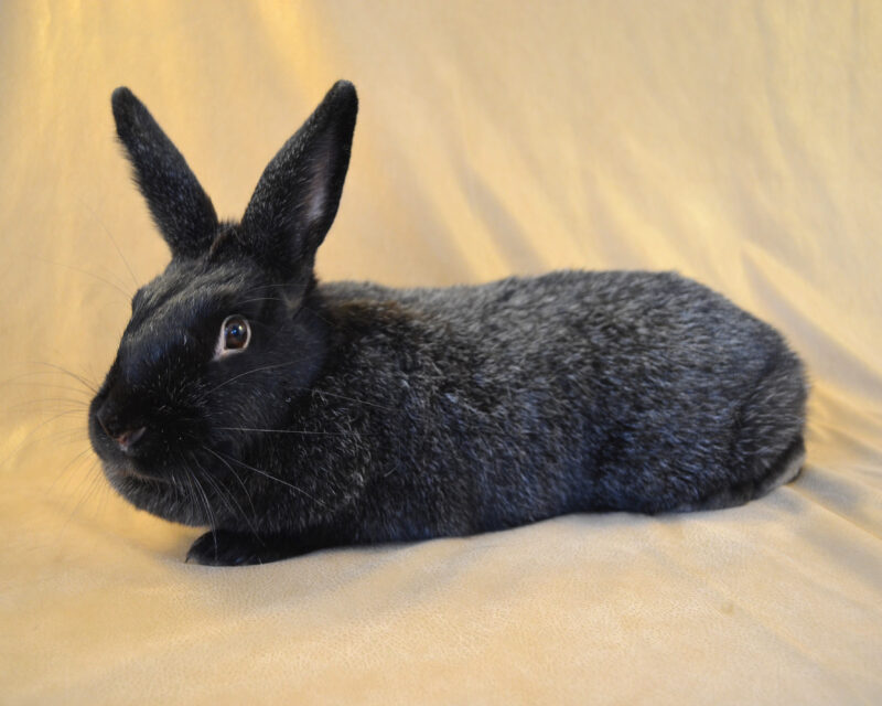 Heritage Rabbits in American History - The Livestock Conservancy