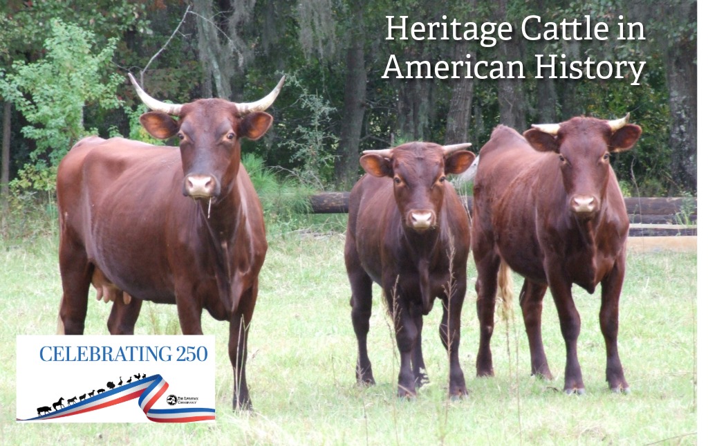 Heritage Cattle in American History