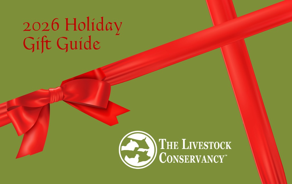 Presenting the 2026 Holiday Gift Guide