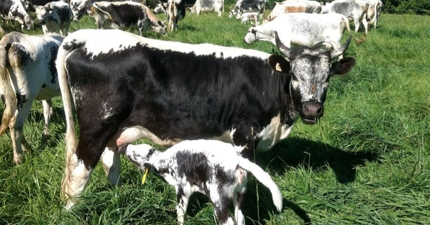 calf-and-mom