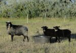 08-Aug-2011-A-Sheep-82-Tina-Jewel-Gem